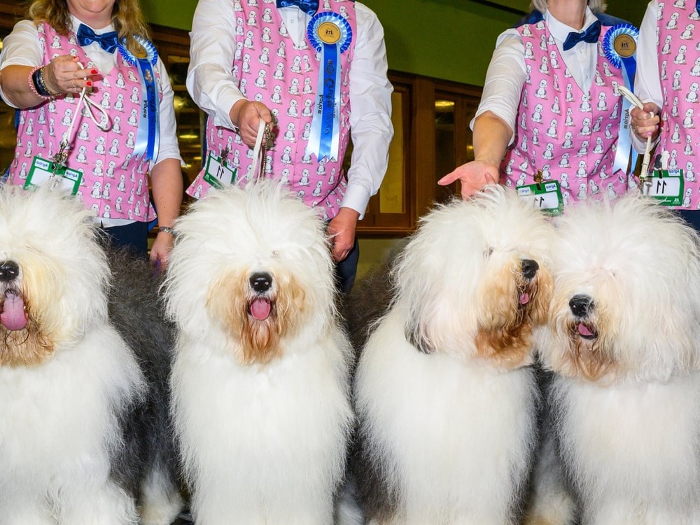Patagonian Sheepdog moving through open ground