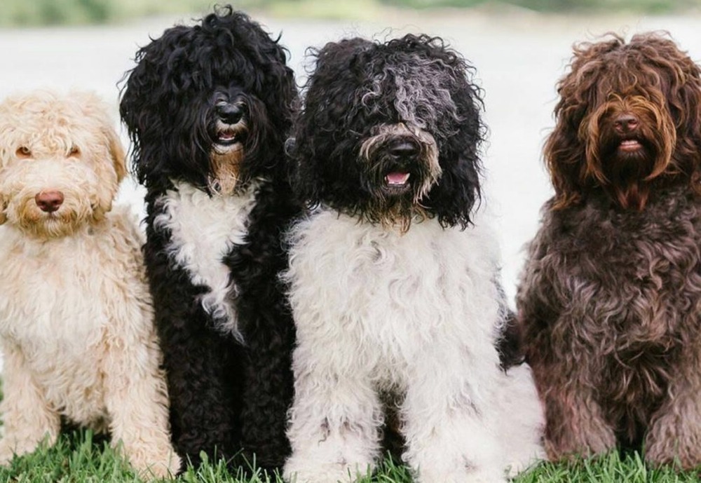 Barbet with long curly coat and shaggy face