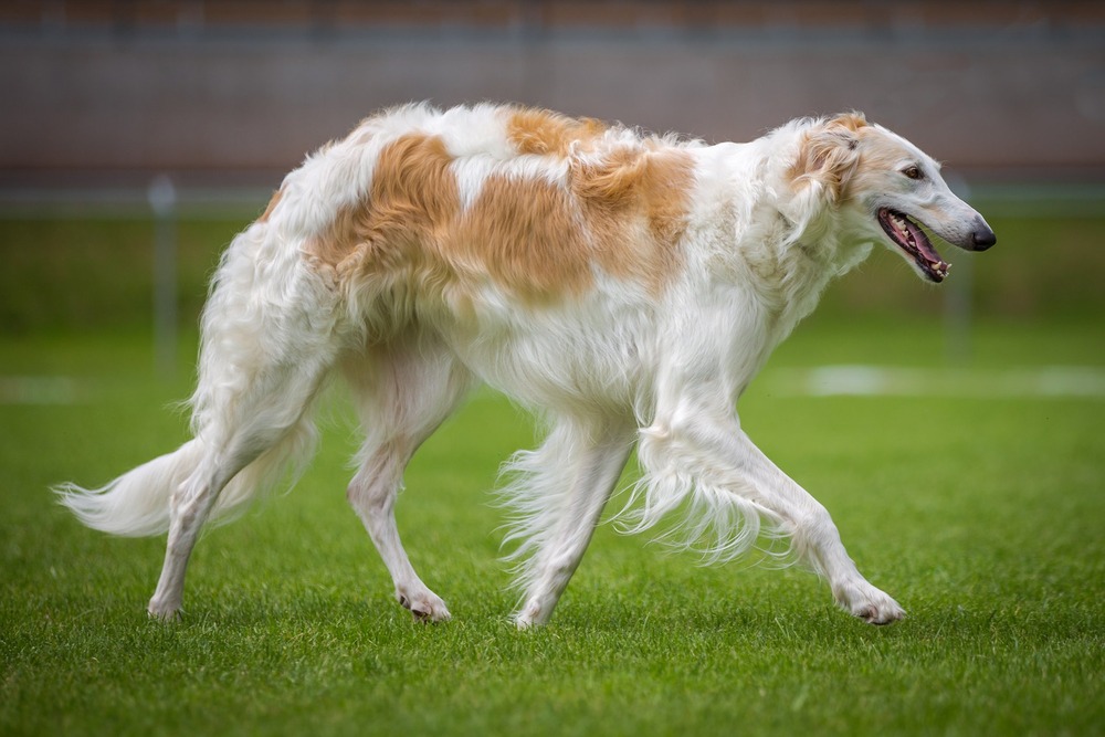 Borzoi resting calmly outdoors