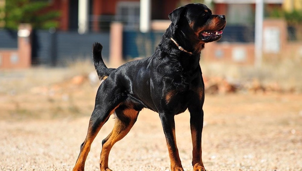 Rottweiler head and shoulders portrait