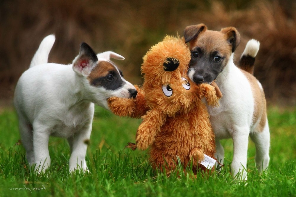Fox terrier moving quickly across grass
