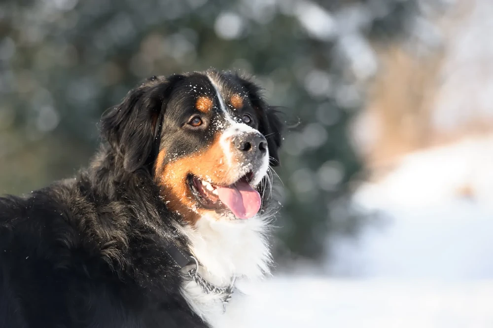 Jagdterrier with wiry coat outdoors