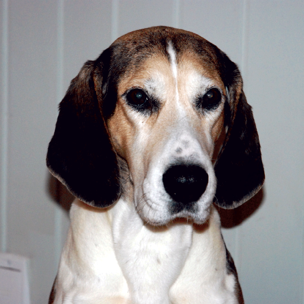 Dunker dog looking attentive