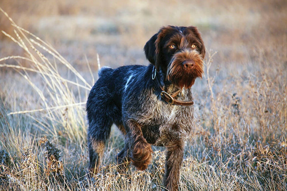 German Wirehaired Pointer running on grass