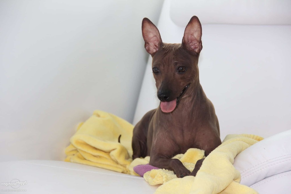 American Hairless Terrier standing alert outdoors