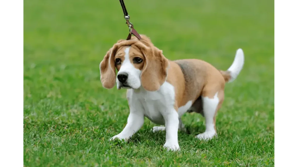 Beagle walking on grass with tail up