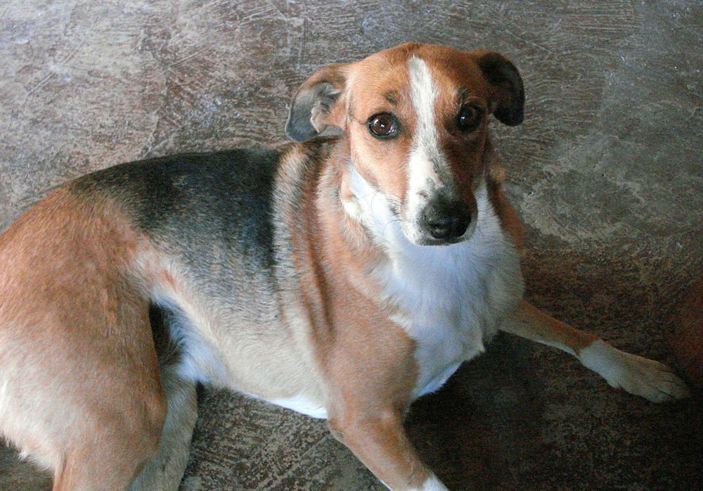 Africanis dog resting