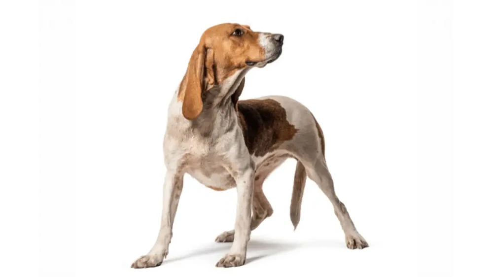 Artois Hound head and shoulders