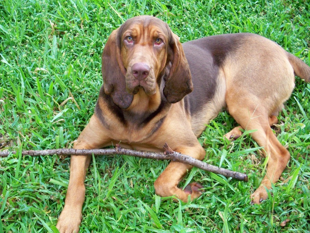 Sabueso Espanol head and ears close-up