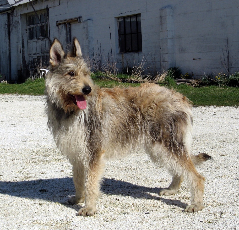 Berger Picard standing outdoors with shaggy coat and upright ears