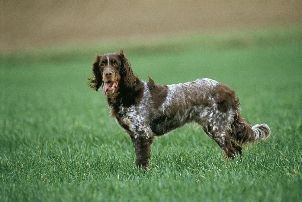 Picardy Spaniel portrait with roan coat