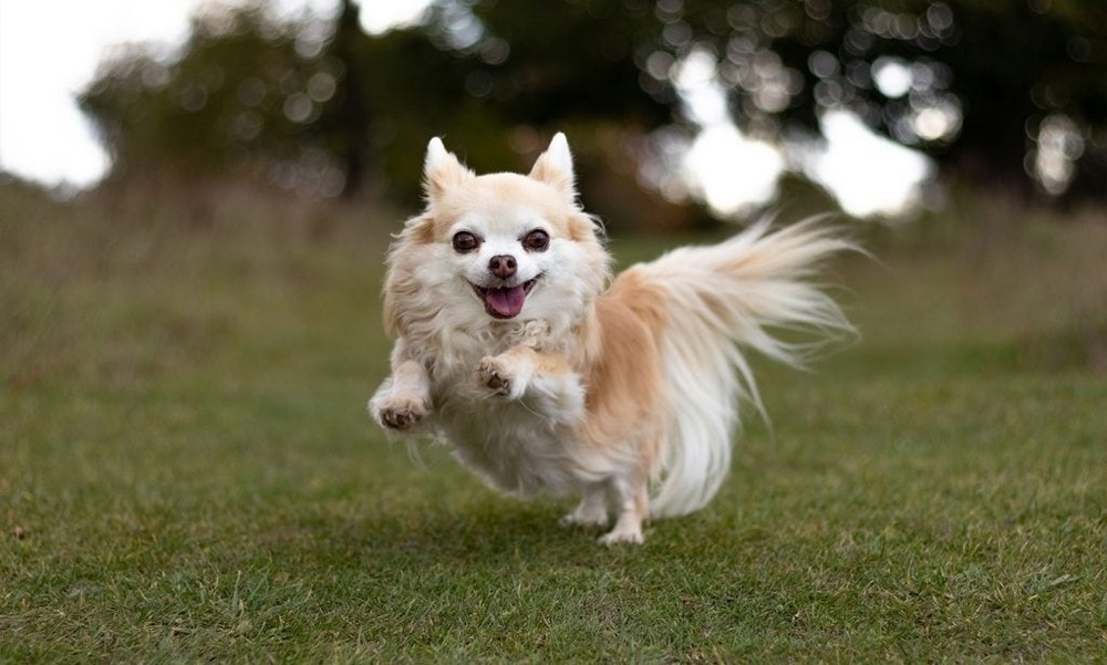 Small Chihuahua portrait