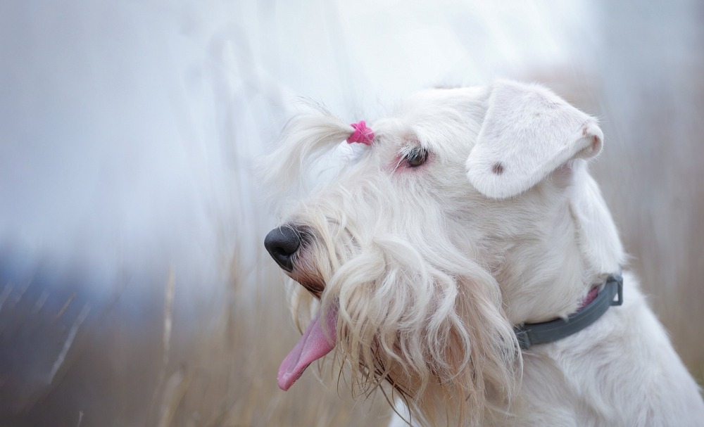 Sealyham Terrier face with beard and eyebrows