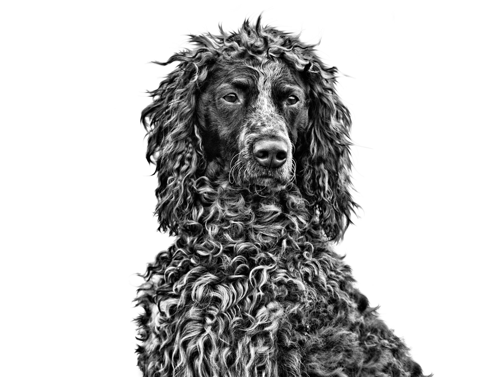 Pont-Audemer Spaniel outdoors in motion