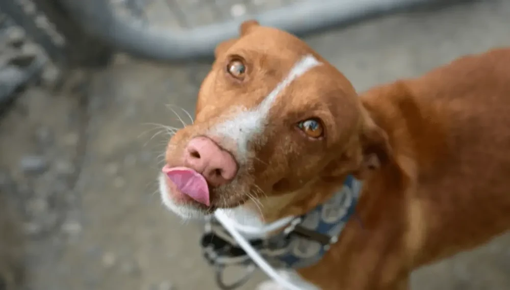 Austrian Pinscher resting on grass