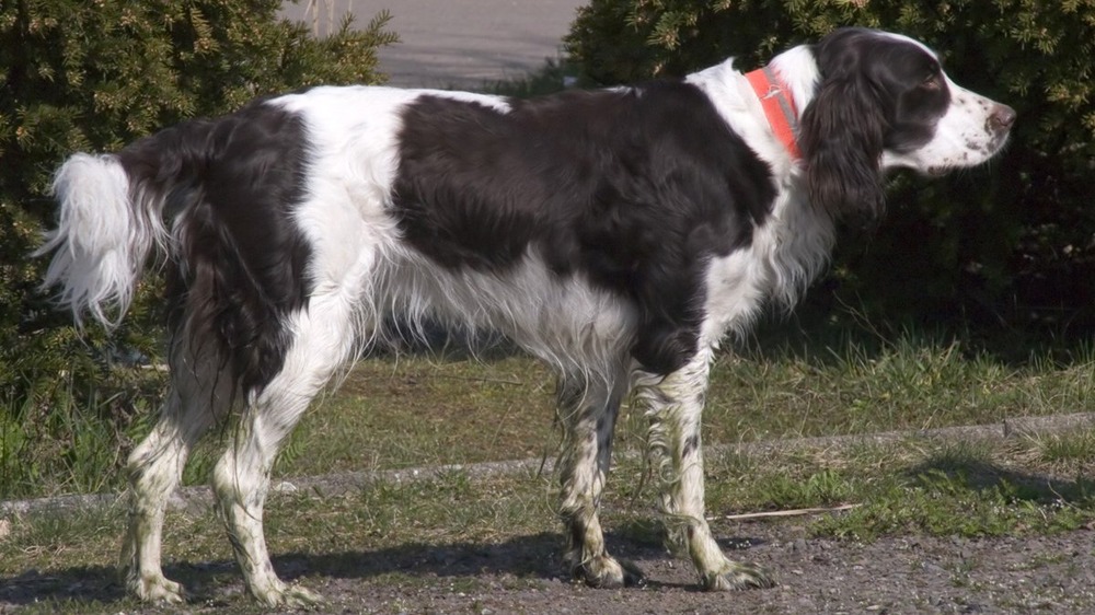 Epagneul Français standing outdoors