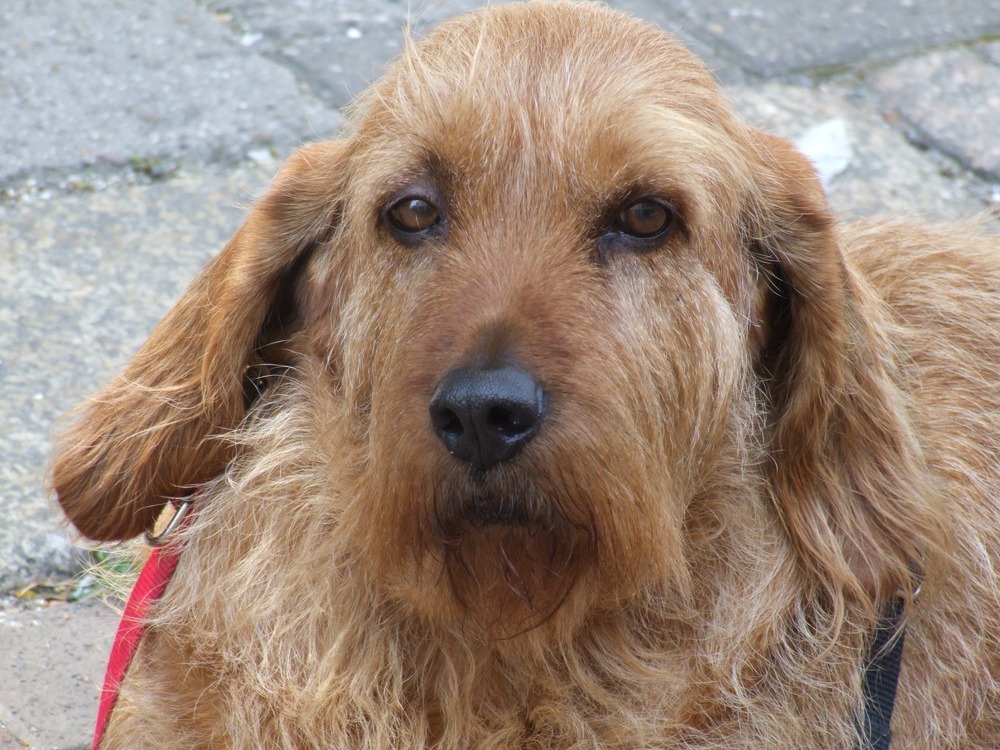 Styrian Coarse-haired Hound standing outdoors