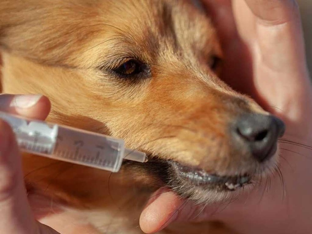 Dog looking unwell while resting indoors