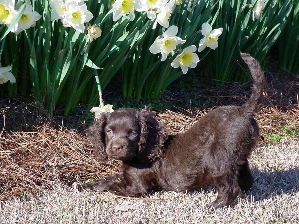 American Water Spaniel sitting and looking alert
