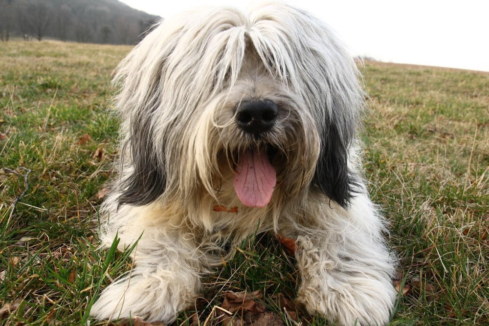 Polish Lowland Sheepdog standing outdoors