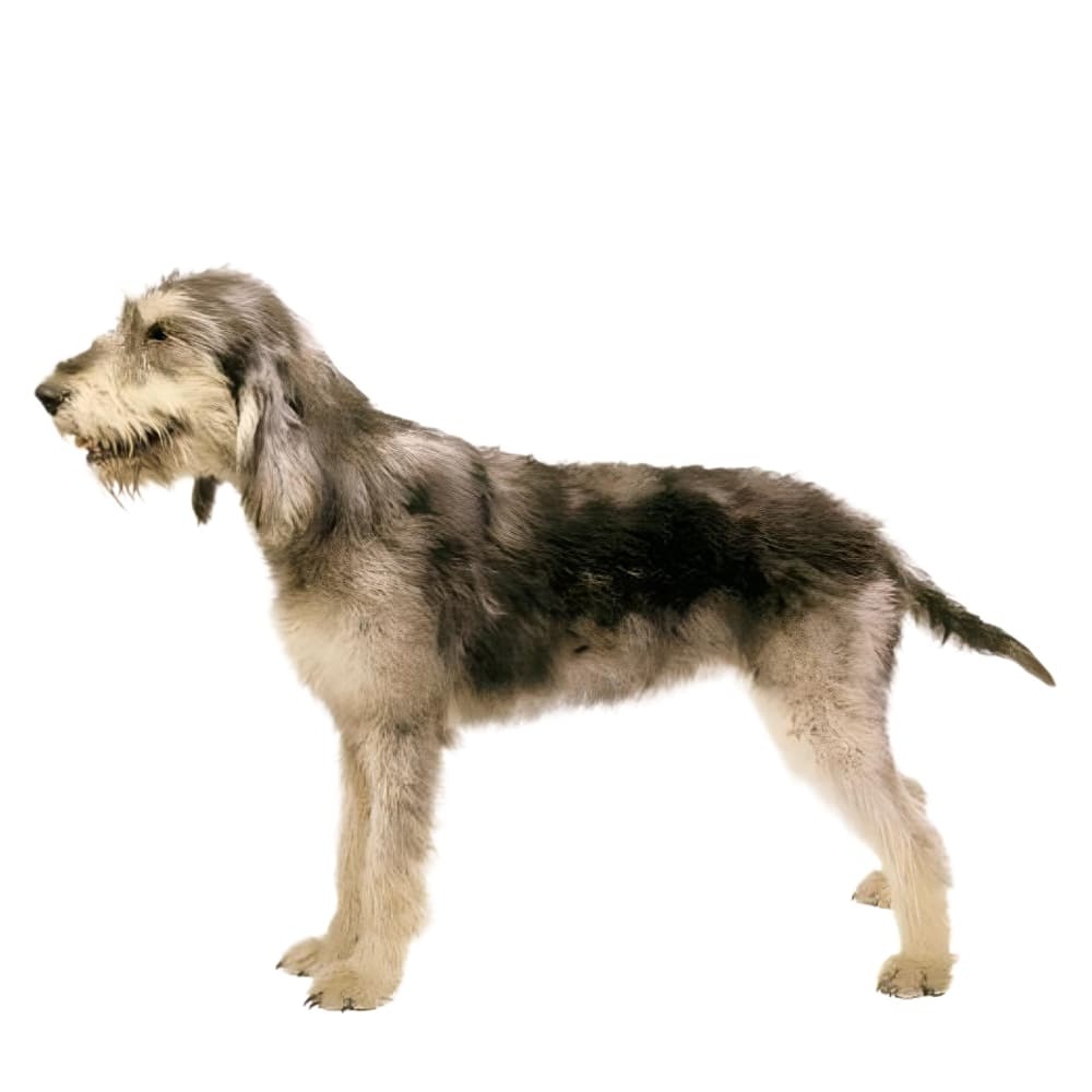 Griffon Nivernais walking on lead