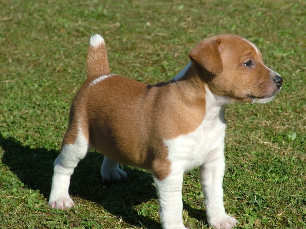 Plummer Terrier close up portrait