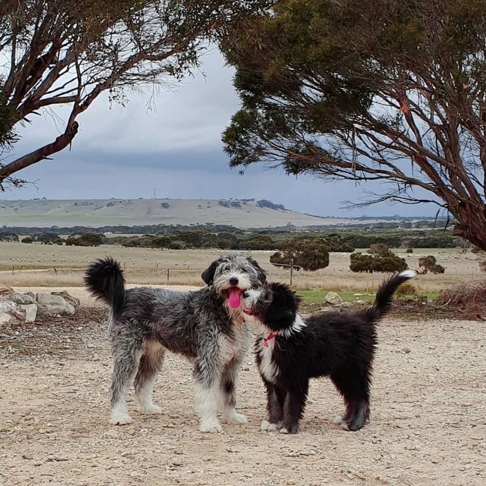 Close view of shaggy dog coat texture