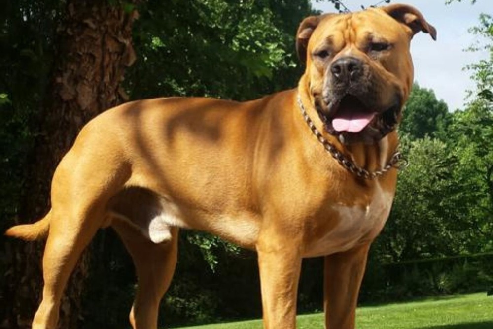 Large dog sitting attentively during training outdoors