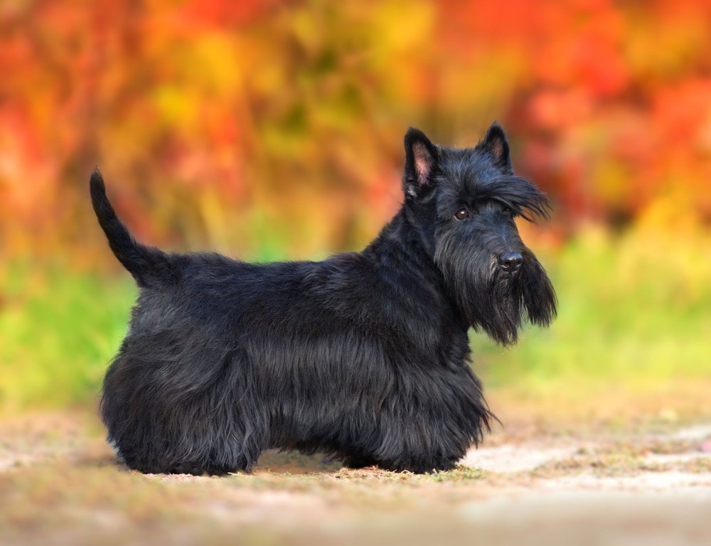 Scottish Terrier standing outdoors