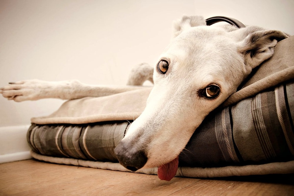 Sighthound looking attentive outdoors