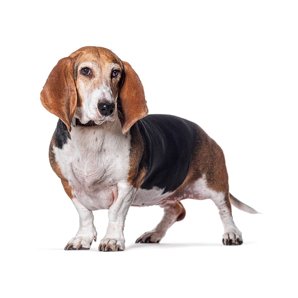 Basset Art&eacute;sien Normand walking on lead