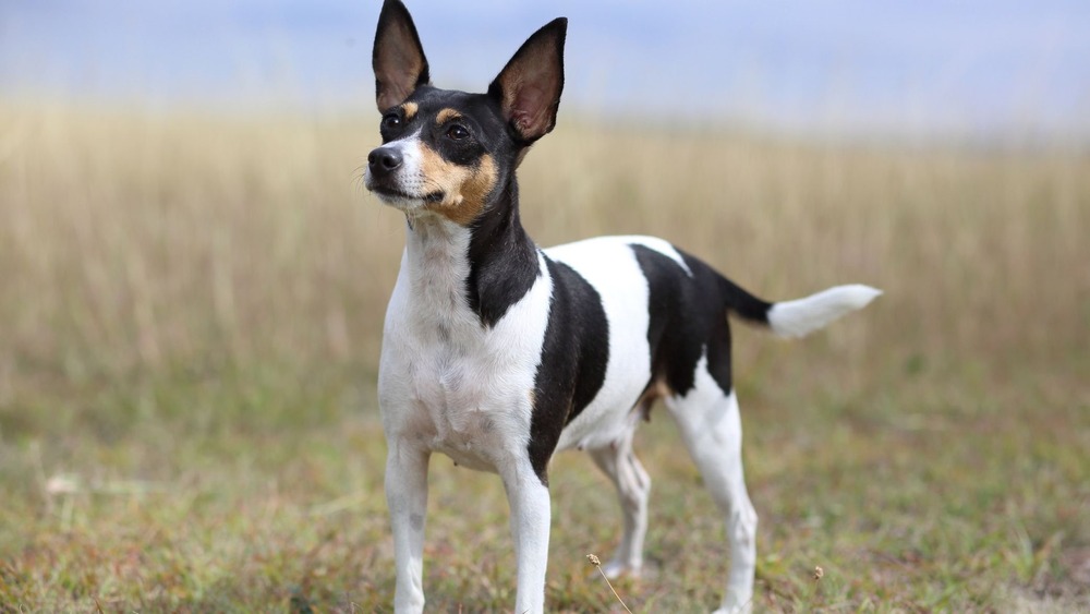 Fox terrier standing near a food bowl indoors