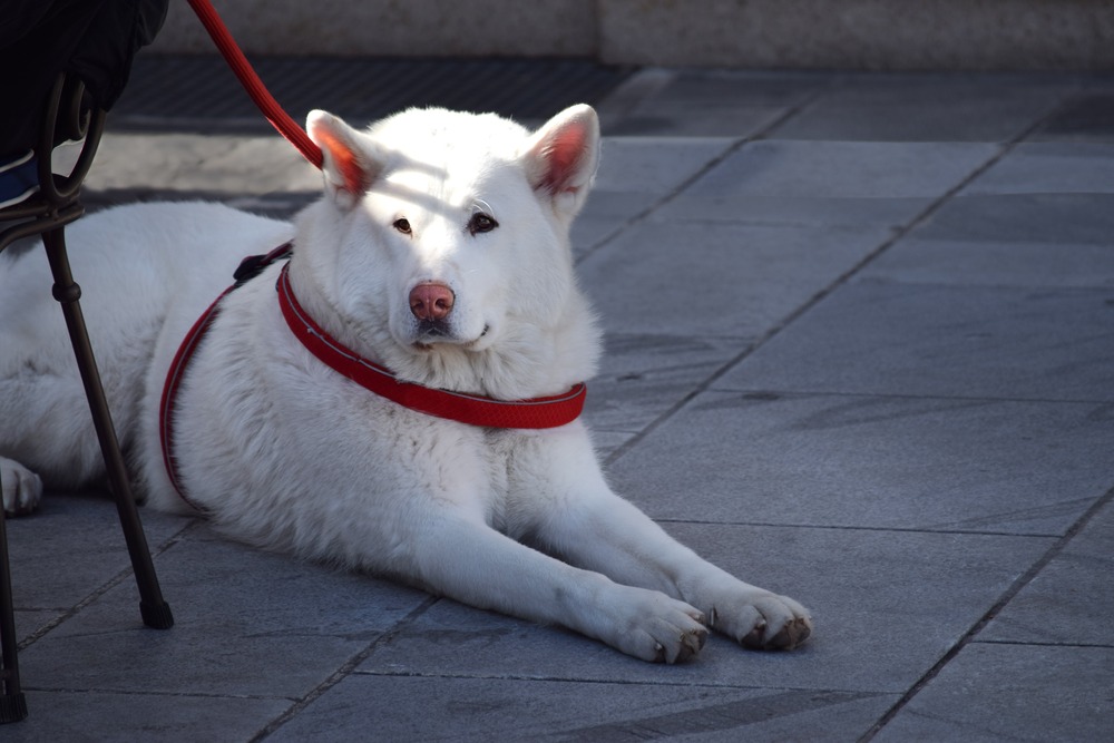 Hokkaido dog standing outdoors in a cold-weather setting