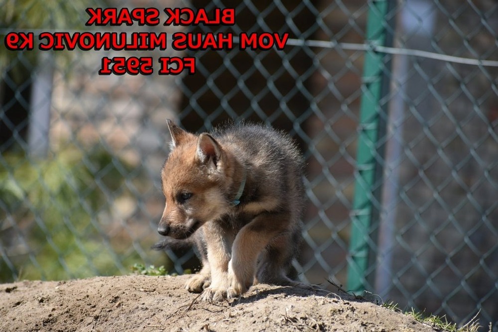 Czechoslovakian Wolfdog face and ears alert