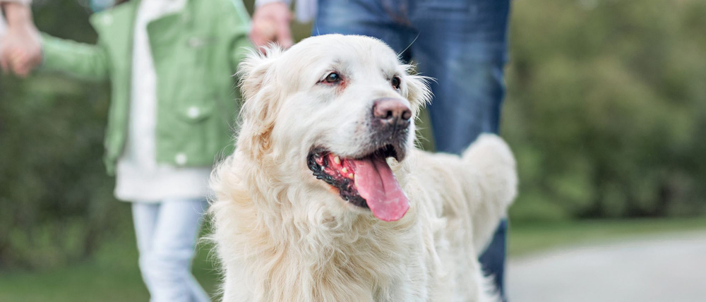Cattle dog on a lead during training