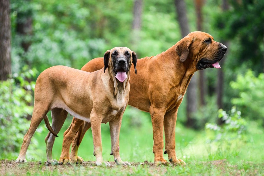 Fila Brasileiro coat close-up showing short fur