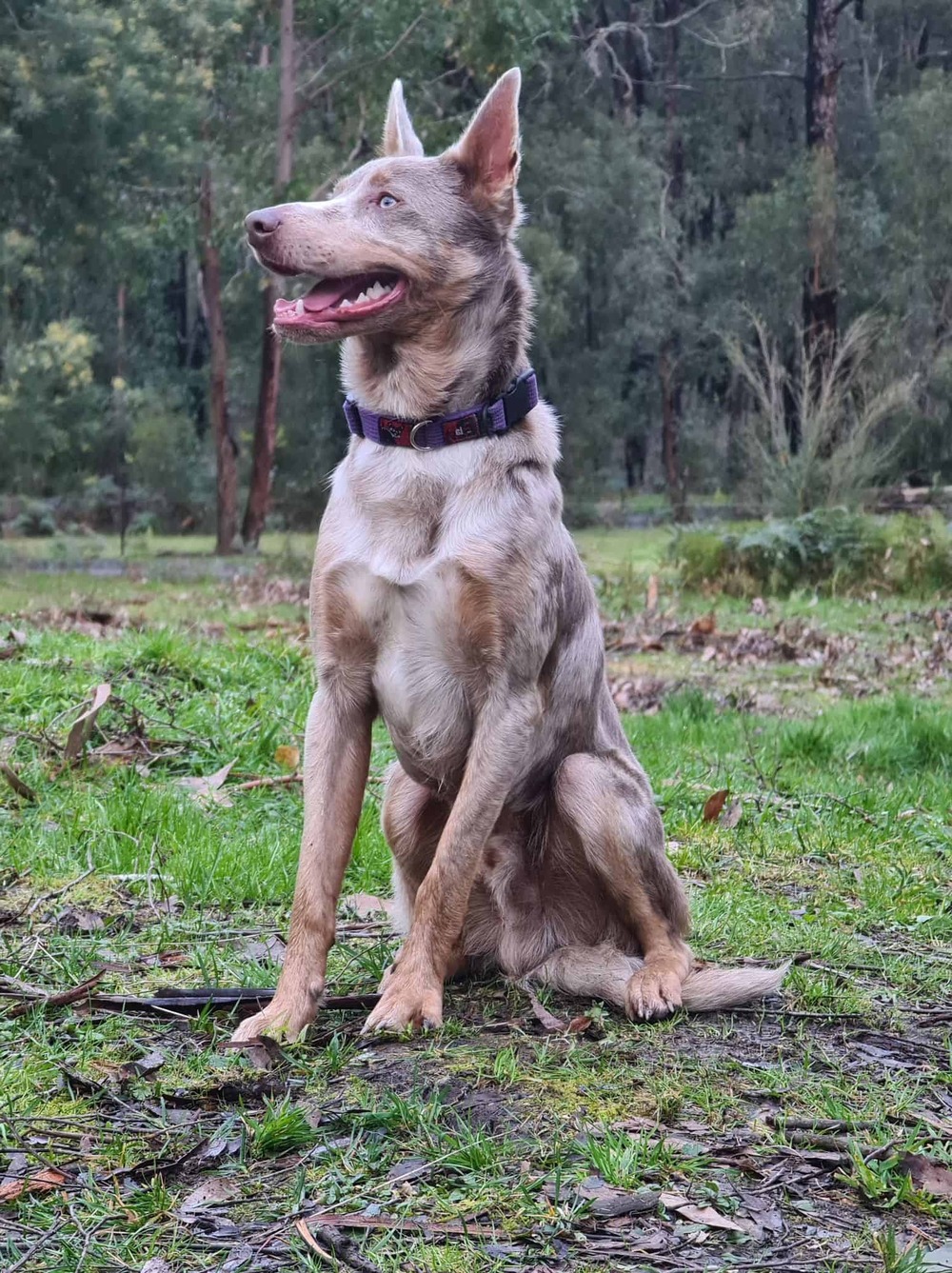 Koolie dog portrait showing attentive expression