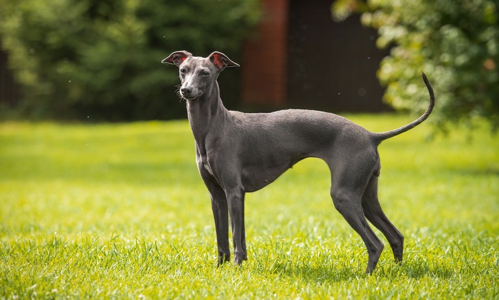 Italian Greyhound standing alert