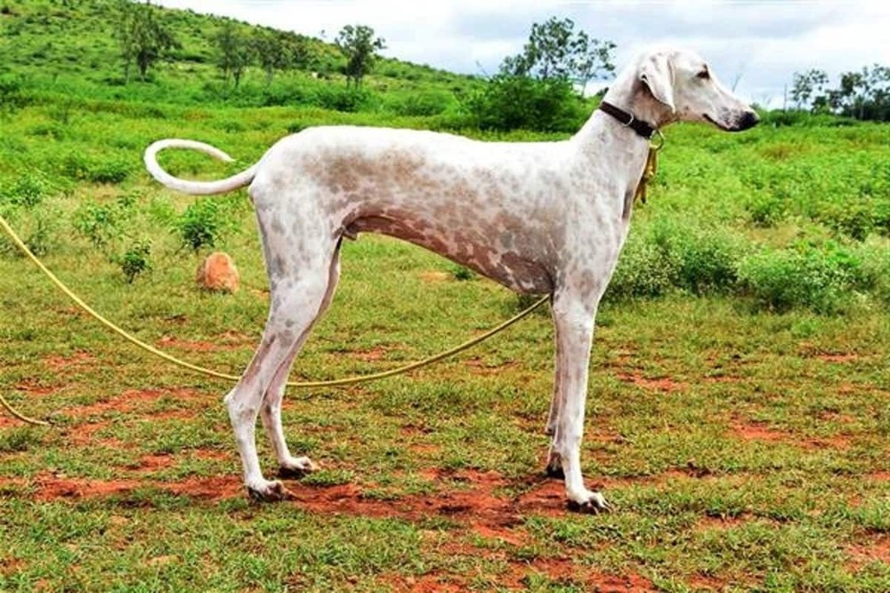 Mudhol Hound standing in profile