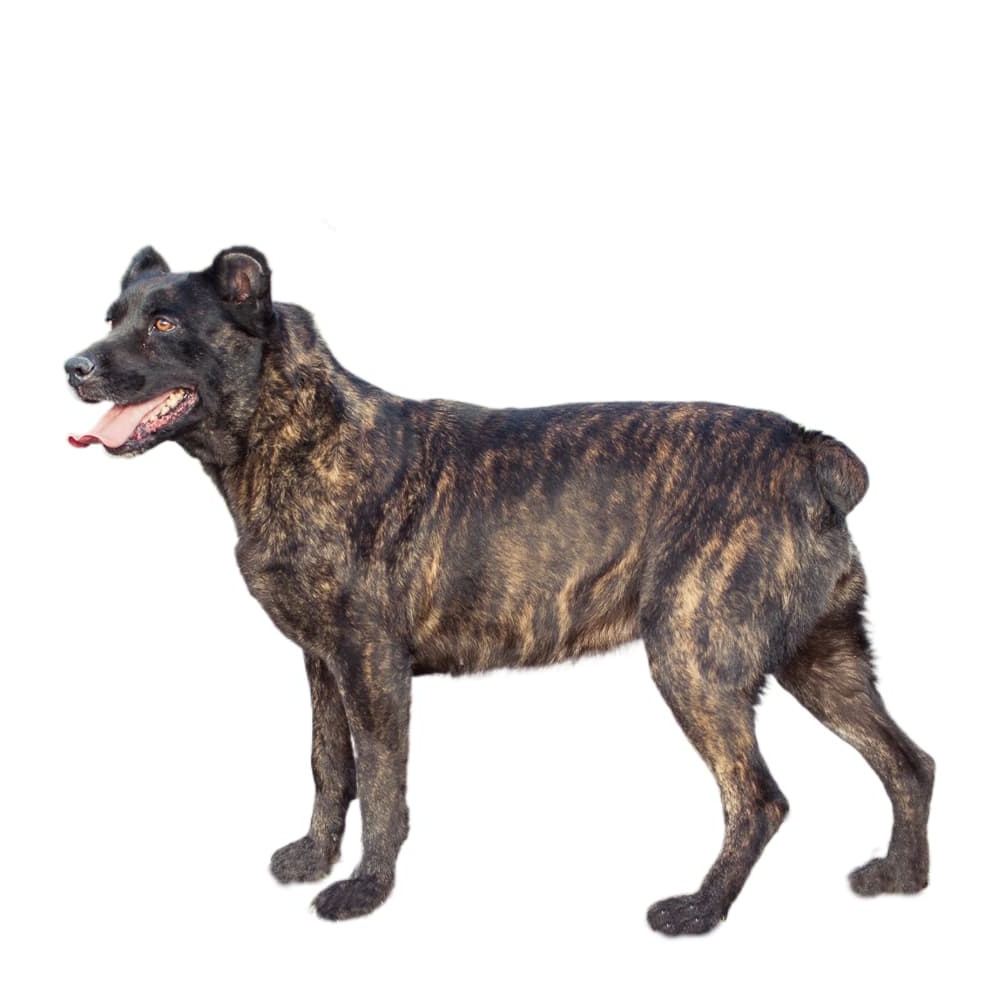 Saint Miguel Cattle Dog standing on grass