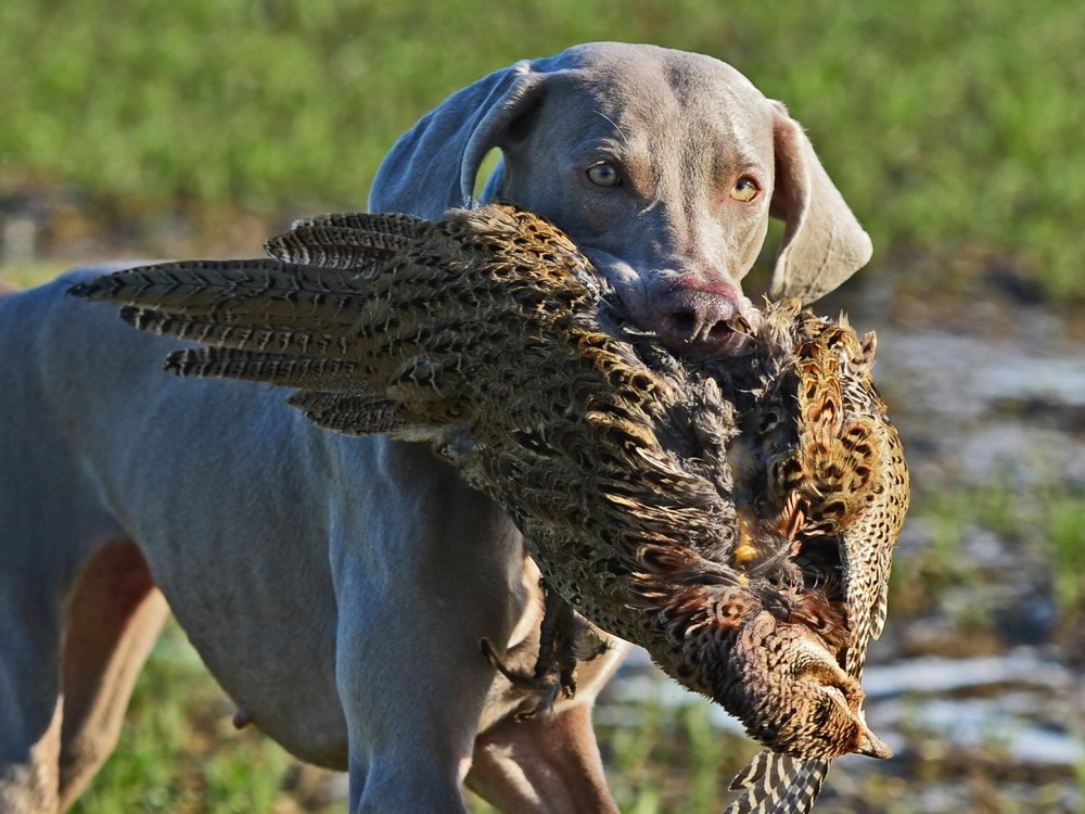 Weimaraner standing outdoors with alert posture