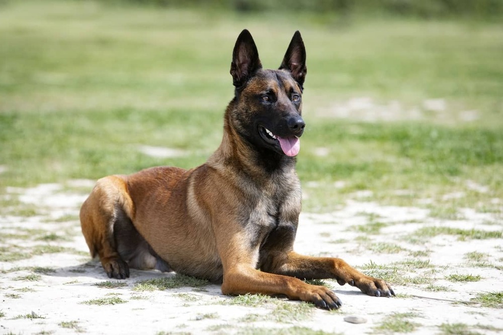 Belgian Malinois profile showing short coat and black mask
