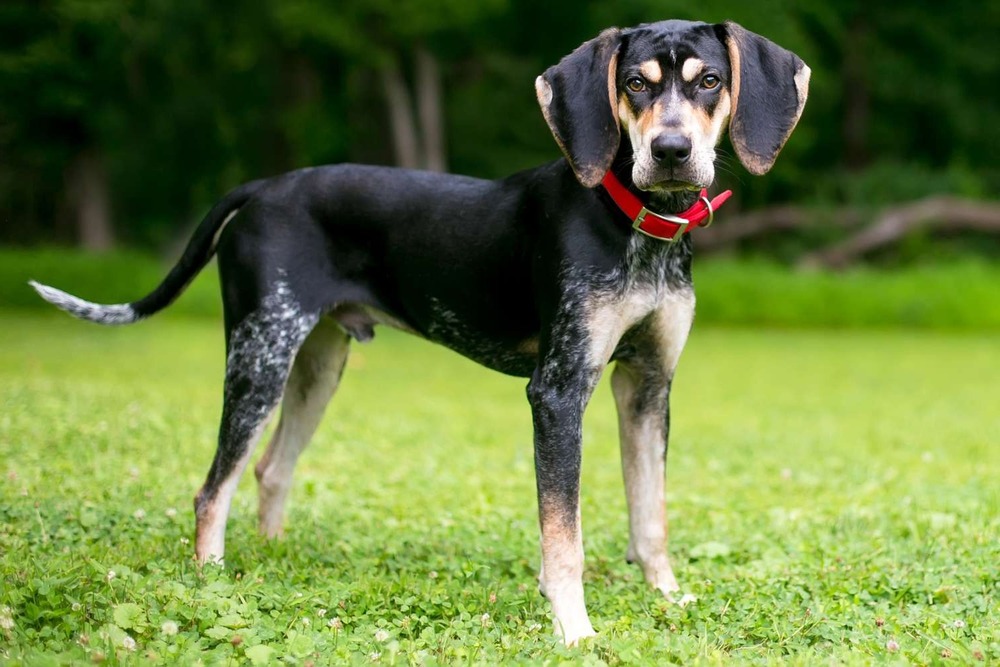 Bluetick Coonhound close-up of head and coat
