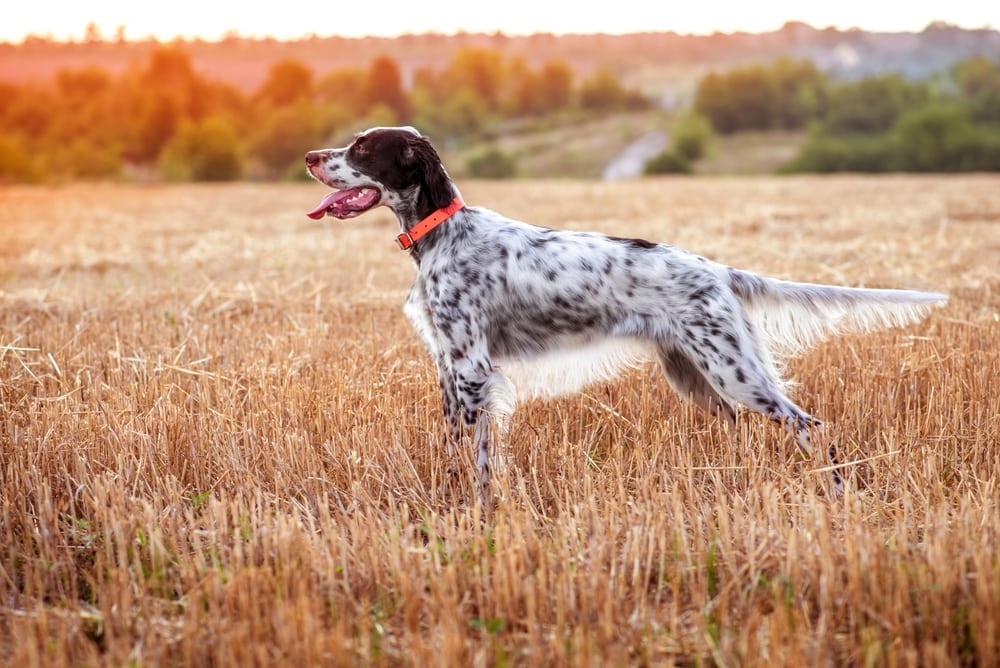 English Setter standing alert in a field