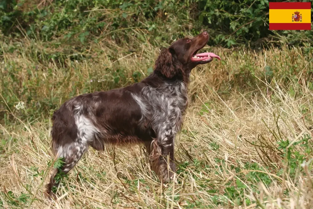 Epagneul Breton sitting calmly