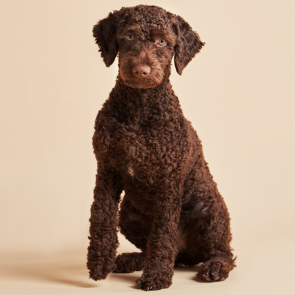 Spanish Water Dog standing outdoors with curly coat