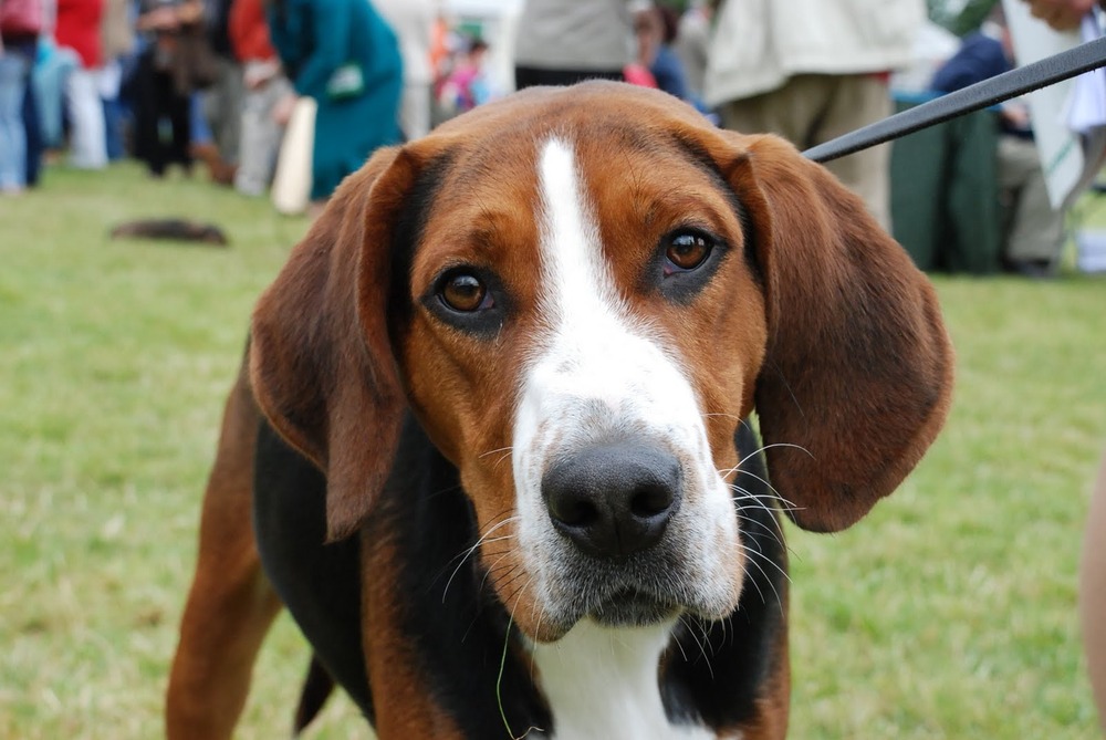 Smalandsstovare alert stance on grass