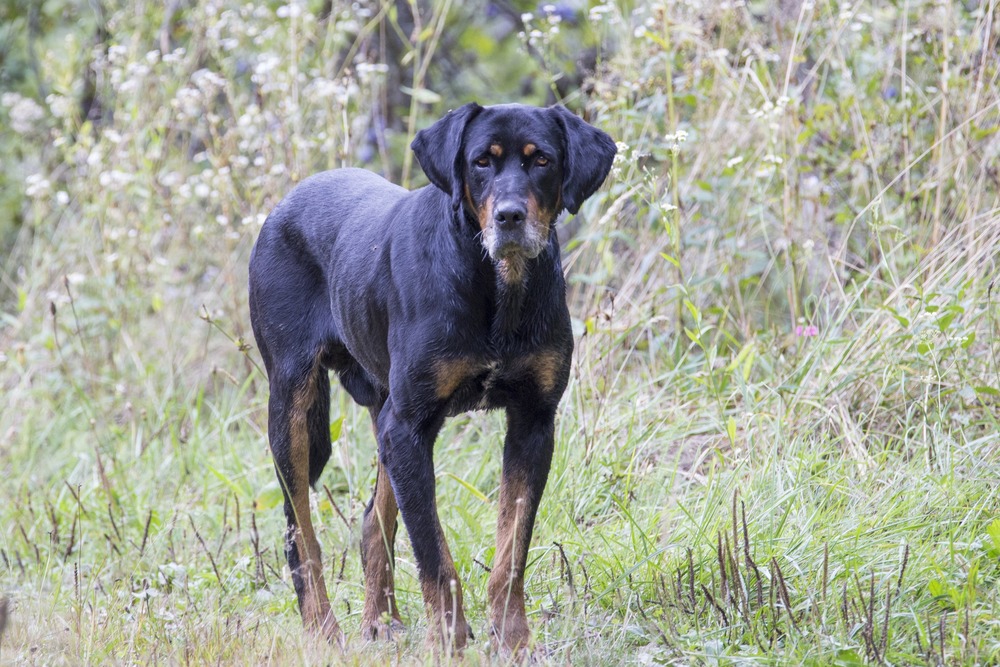Transylvanian Hound standing outdoors