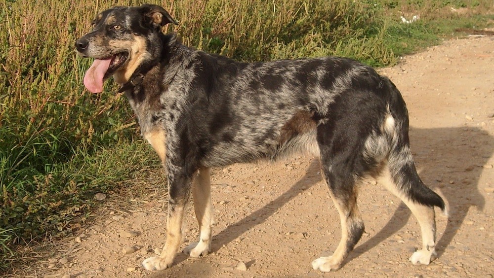 Carea Leonés alert expression