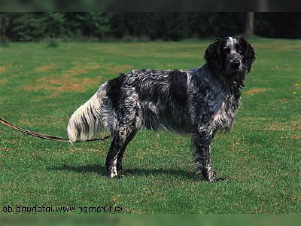 Blue Picardy Spaniel running across grass